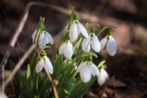 Spring snowdrops in the forrest
