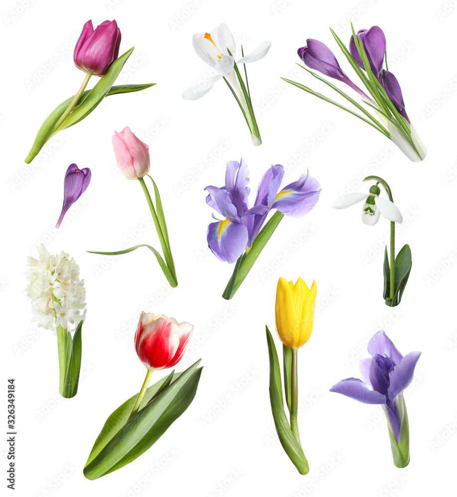 Obraz premium Collage with beautiful spring flowers on white background.