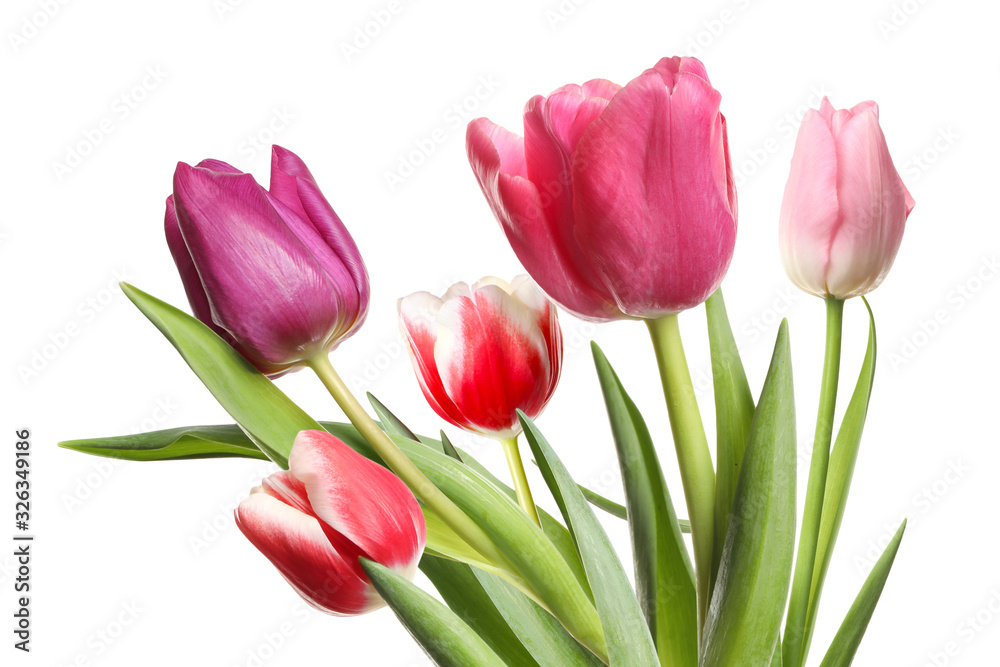 Beautiful tulips on white background. Spring flowers Beautiful tulips on white background. Spring flowers