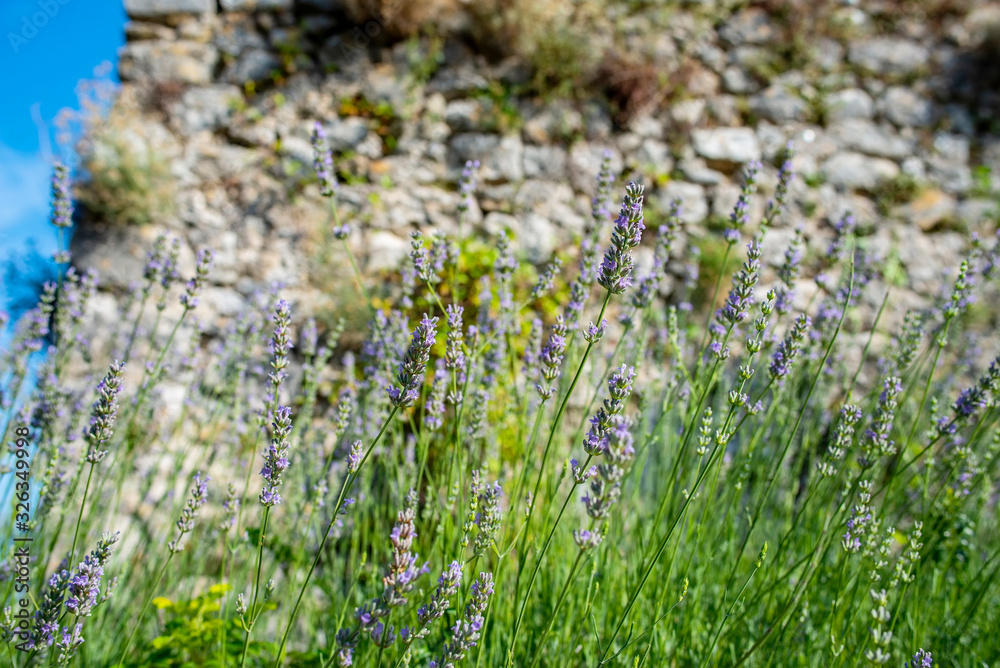 Obraz premium Wiese mit Lavendelblüten