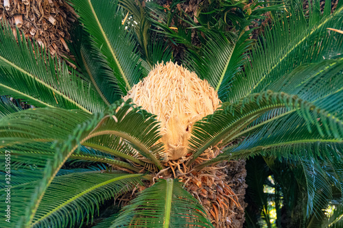 Palm tree  Cycas revoluta  with a large yellow flower in the middle of cirrus leaves.