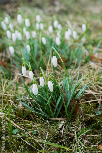 Spring snowdrops in the meadow