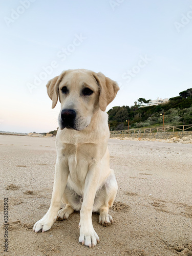 Labrador at the beach.
