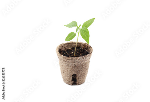 Young plant in pot isolated on white
