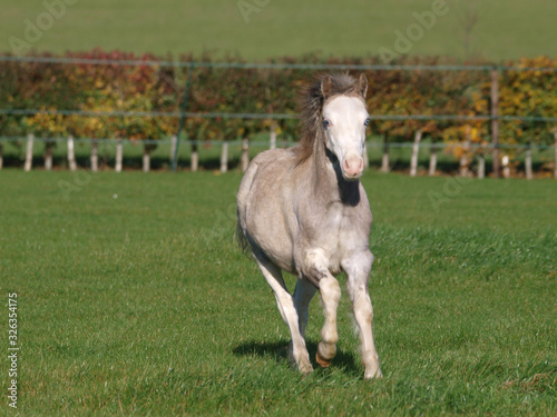 Cantering Young Pony