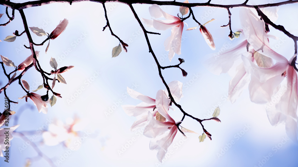 Blooming magnolia flowers. Tender beautiful flowers on a natural spring garden background. art photo. Floral background.