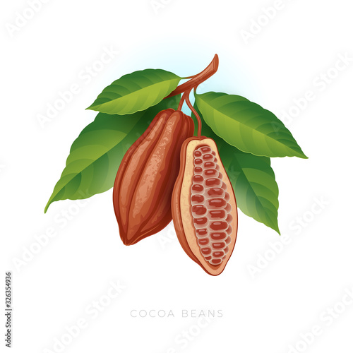 Ripe cocoa beans on a branch with leaves. cocoa beans on white background.  Vector illustration.