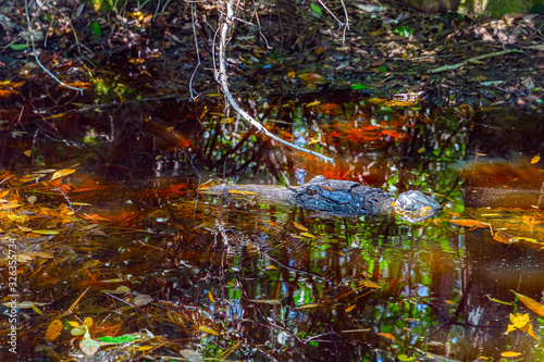 Fototapeta Naklejka Na Ścianę i Meble -  Snout and eyes of an alligator swimming in calm water with reflections of trees at the Okefenokee Swamp Park.
