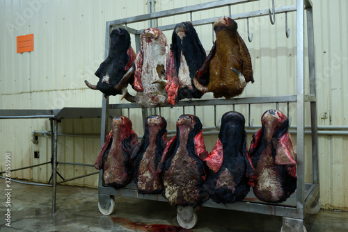 фотографія At the slaughterhouse
