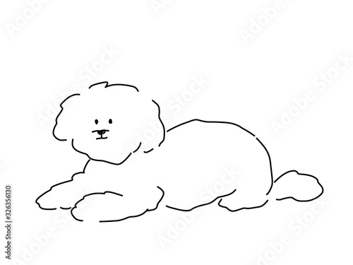 Toy poodle drawn with pen