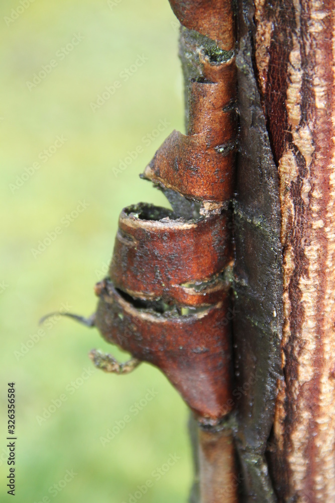 Cicatrization healing of a tree trunk Cicatrization healing of a tree trunk