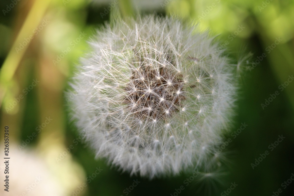 Fototapeta premium dandelion close-up