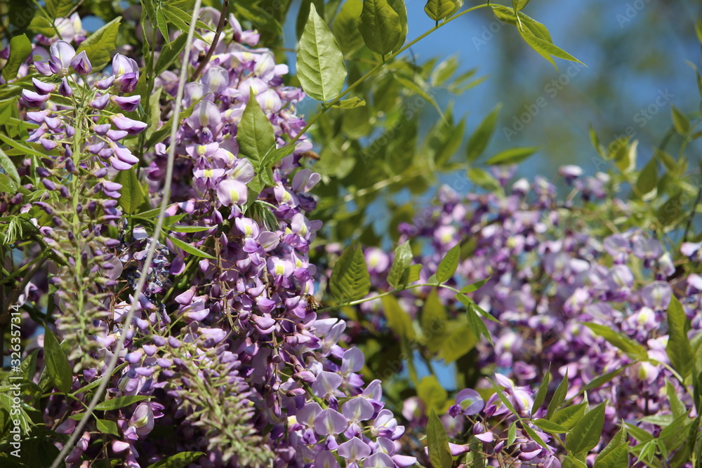 close-up of wisteria flowers close-up of wisteria flowers
