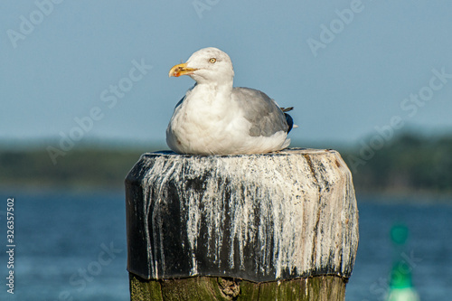 Möwe