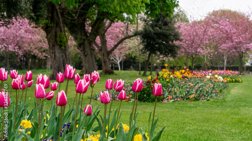 Flowerbed of bloomed pink tulips in a park with cherry blossom trees in the background. Springtime in Dublin, Ireland. photo