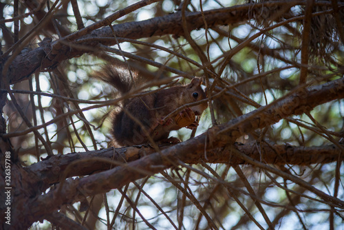 Squirrel in a city park