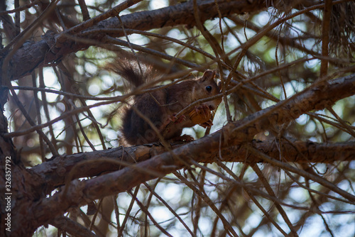 Squirrel in a city park