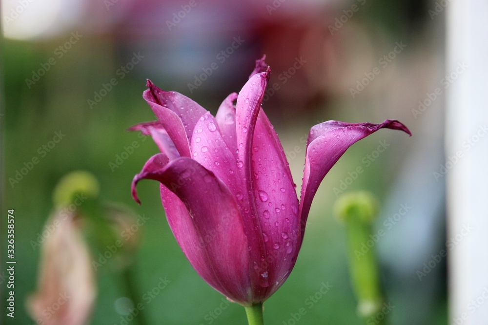 closeup of a pink tulip with raindrops