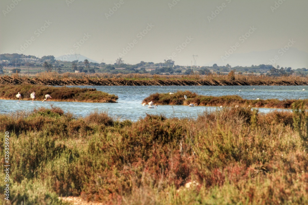 Flamingos in the wetlands of Santa Pola, Alicante Flamingos in the wetlands of Santa Pola, Alicante