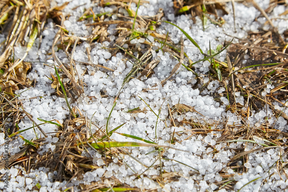 Snow pellets, graupel or soft hail on lawn. Form of precipitation Snow pellets, graupel or soft hail on lawn. Form of precipitation