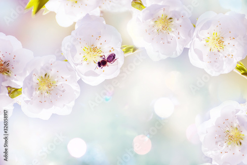 Art photo of beautiful white plum flowers flowers. Floral background. Selective soft focus.