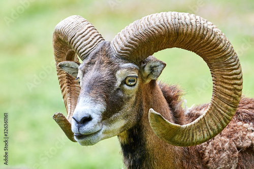 Mouflon Male Head Closeup (Ovis Orientalis) 