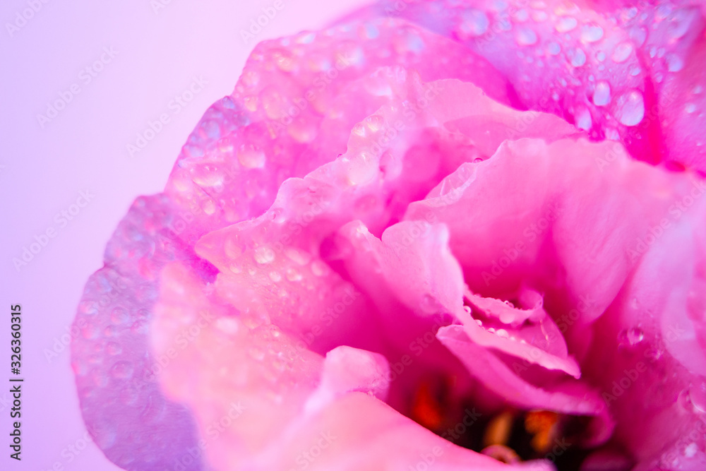 Bluming eustoma flower with dew water drops in neon light. lisianthus macro selective focus shot. Blue purple violet fluorescent led. Summer, spring glowing macro floral background design template. Bluming eustoma flower with dew water drops in neon light. lisianthus macro selective focus shot. Blue purple violet fluorescent led. Summer, spring glowing macro floral background design template.