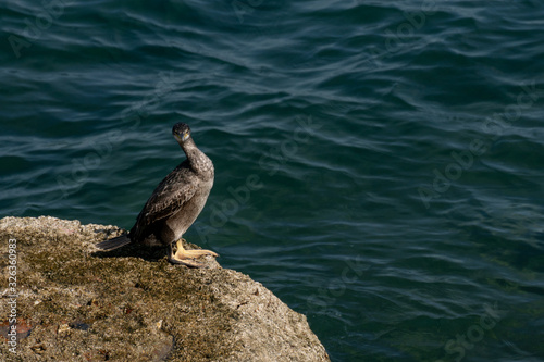 Young cormorant next to the sea in Cadiz