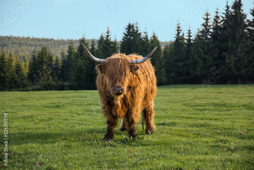 Canvas Print Scottish highland cattle with big horns