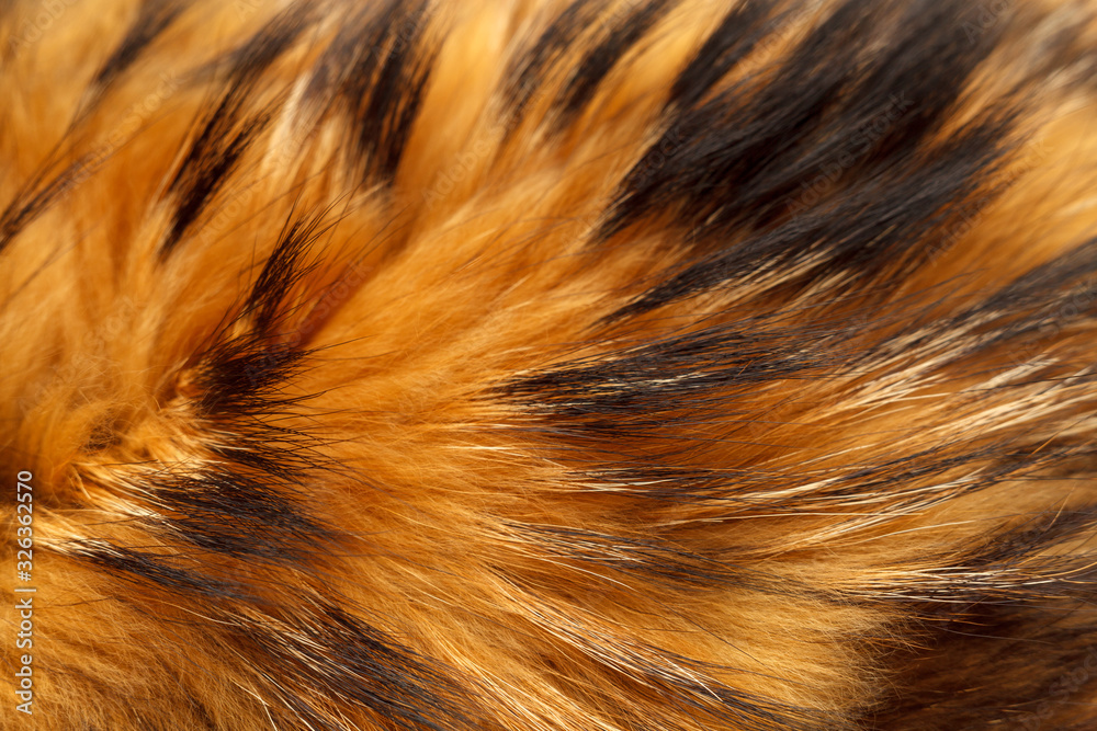 Obraz premium Fur Texture of Raccoon Close Up. Natural Fur Photography. Shallow focuse