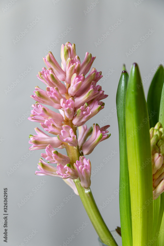 Fototapeta premium Light pink hyacinth on dark red background. Greeting card template