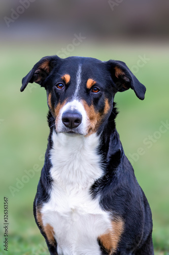 An adorable dog sitting outdoor in the park. Appenzeller Sennenhund