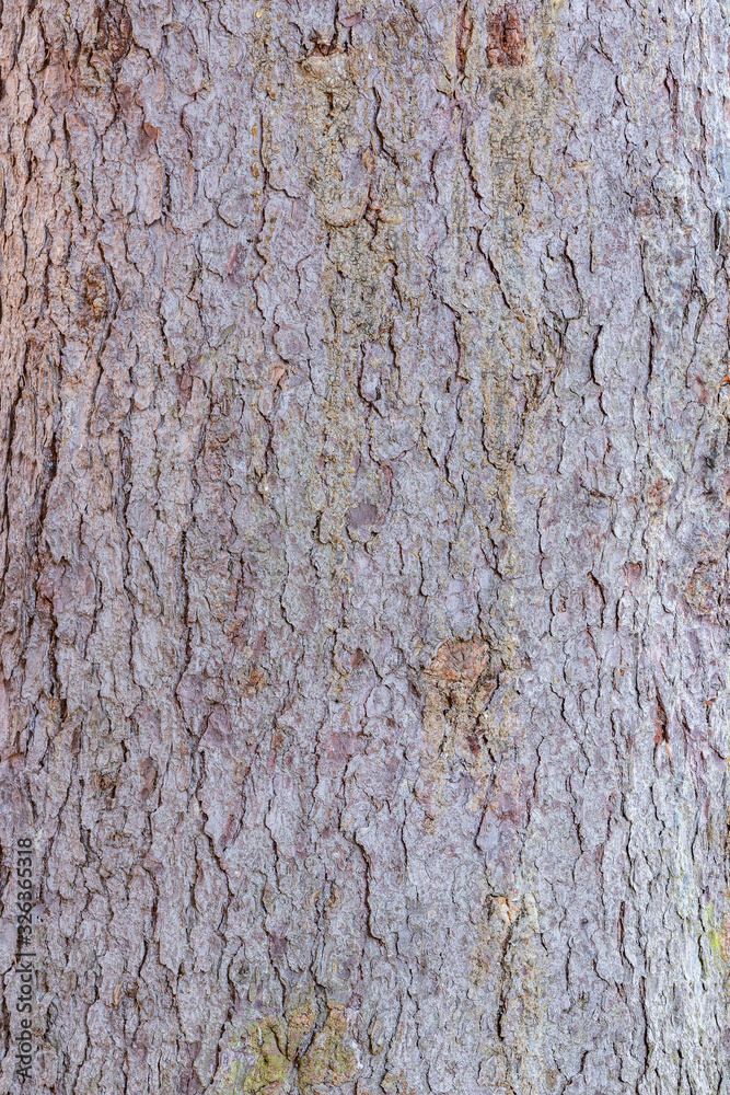 Obraz premium Pine tree bark surface. Surface of the old tree trunk.