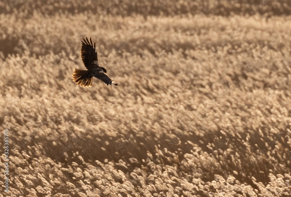 Marsh Harrier