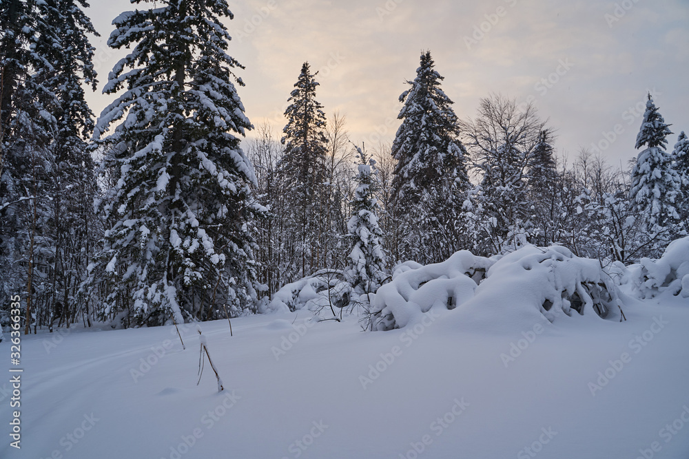 Fairy-tale forest with snow-covered Christmas trees in the sunlight. Frosty day at the ski resort. Explore the beauty of the earth. Creative toning effect.
