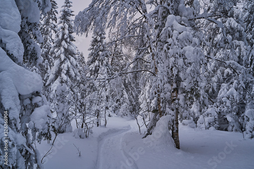 Fairy-tale forest with snow-covered Christmas trees in the sunlight. Frosty day at the ski resort. Explore the beauty of the earth. Creative toning effect.