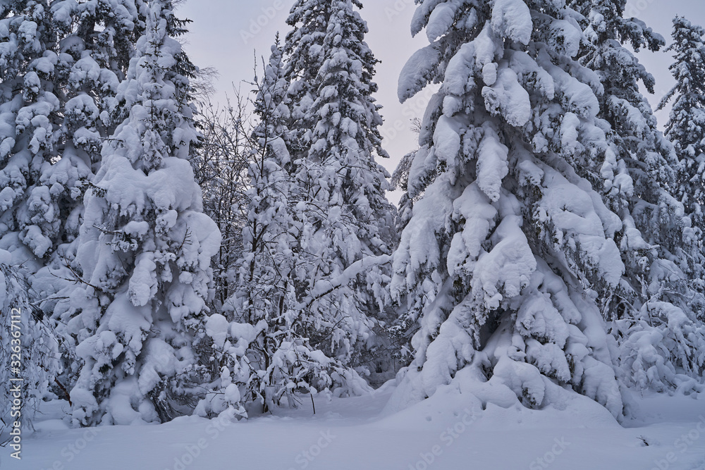 Winter forest with snow-covered fir trees high in the mountains. Sunny February day in the spruce forest. The trees are covered with snow to the top of their heads.