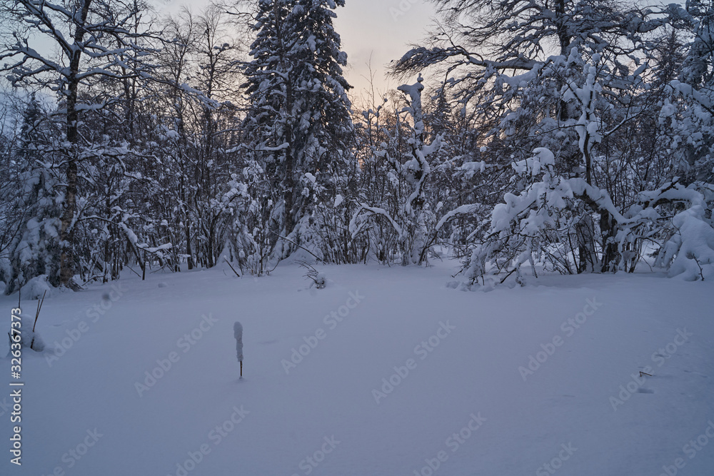 Winter forest with snow-covered fir trees high in the mountains. Sunny February day in the spruce forest. The trees are covered with snow to the top of their heads. Winter forest with snow-covered fir trees high in the mountains. Sunny February day in the spruce forest. The trees are covered with snow to the top of their heads.