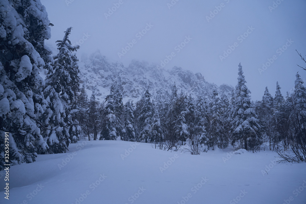 Winter forest with snow-covered fir trees high in the mountains. Sunny February day in the spruce forest. The trees are covered with snow to the top of their heads. Winter forest with snow-covered fir trees high in the mountains. Sunny February day in the spruce forest. The trees are covered with snow to the top of their heads.
