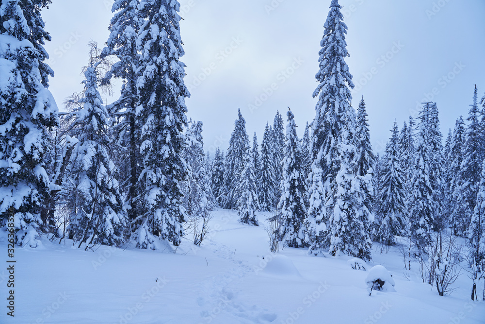 Winter forest with snow-covered fir trees high in the mountains. Sunny February day in the spruce forest. The trees are covered with snow to the top of their heads.