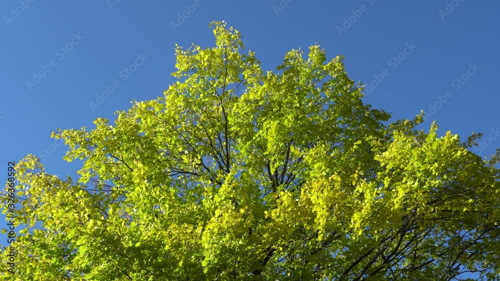 Tree branches with yellow and green leaves on background of blue sky. Bright, sunny autumn day in park. Contemplation of natural beauty. 4K video Tree branches with yellow and green leaves on background of blue sky. Bright, sunny autumn day in park. Contemplation of natural beauty. 4K video