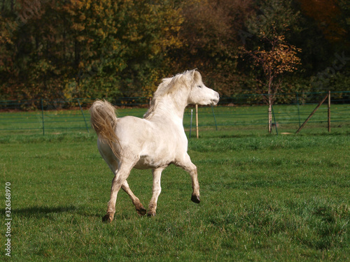 Welsh Stallion At Liberty