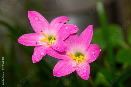 Pink rain lily, a very common flower in gardens in Rio de Janeiro (Zephyranthes Rosea)