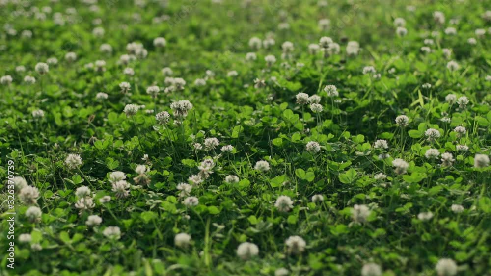 Wide shot of soothing breeze hitting the white dutch clovers in the grass field in the park by the water. Wide shot of soothing breeze hitting the white dutch clovers in the grass field in the park by the water.