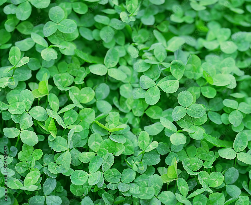 Green clover leaves background. three-leaves shamrocks, St.Patrick`s day holiday symbol. template for design. copy space Green clover leaves background. three-leaves shamrocks, St.Patrick`s day holiday symbol. template for design. copy space