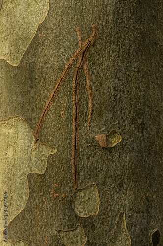 Die Borke der ahornblättrigen Platane blättert jährlich in dünnen Platten ab und hinterlässt ein typisches Mosaik aus hellgelben, grünlichen und grauen Bereichen durch den Wachstumsschub im Sommer photo