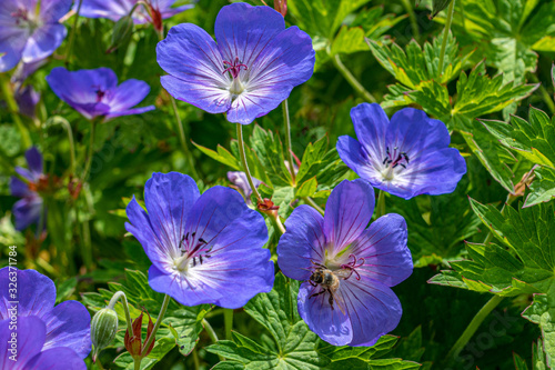 Blue geranium flowers in summer sunlight