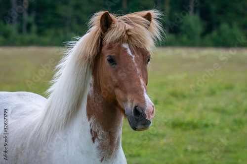 Beautiful white and brown Icelandic horse full of spirit