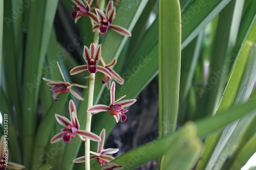 Dendrobium gracilicaule on blurred background in Thailand