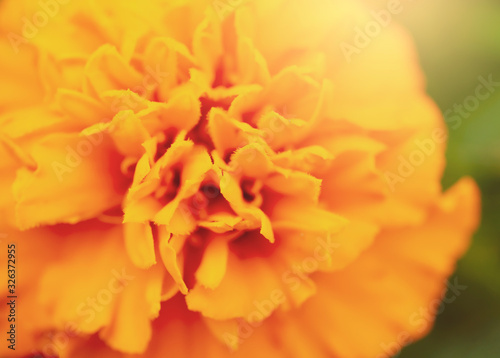 Blurry image of Beautiful bright orange lower in summer, Botanical concept with abstract floral background for holiday card. © Anchalee